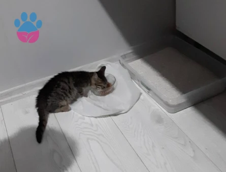 Tekir Erkek Yavru Kedi - 10375 - Görsel 5