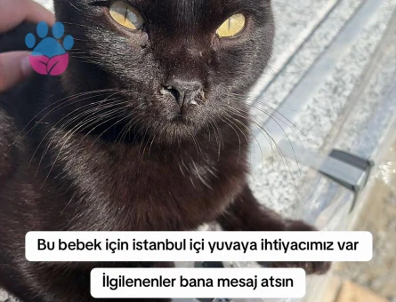 Ücretsiz Sahiplendirme - 10376 - Görsel 2