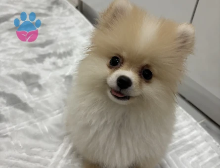 Pamuk Gibi Tüyleriyle Teddy Surat Pomeranian Yavrumuz - 10377
