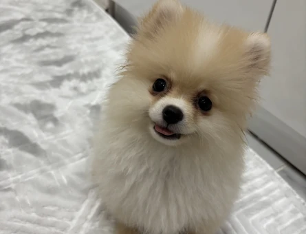 Pamuk Gibi Tüyleriyle Teddy Surat Pomeranian Yavrumuz - 10377