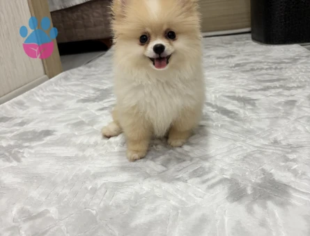 Pamuk Gibi Tüyleriyle Teddy Surat Pomeranian Yavrumuz - 10377 - Görsel 3