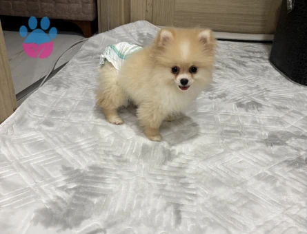Pamuk Gibi Tüyleriyle Teddy Surat Pomeranian Yavrumuz - 10377 - Görsel 5