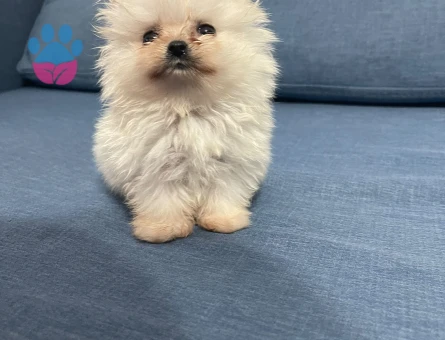 TEACUP POMERANİAN YAVRU - 10379