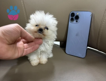 TEACUP POMERANİAN YAVRU - 10379 - Görsel 3