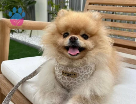 Pomeranian boo yavrumu ücretsiz sahiplendirme - 10380