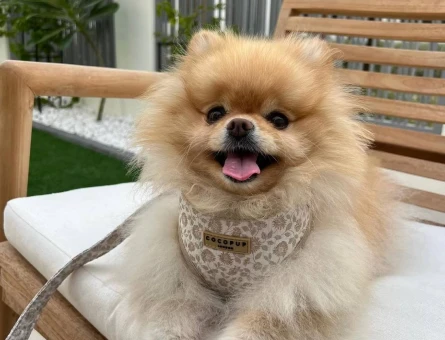 Pomeranian boo yavrumu ücretsiz sahiplendirme - 10380