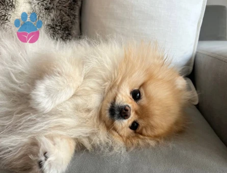 Pomeranian boo yavrumu ücretsiz sahiplendirme - 10380 - Görsel 4