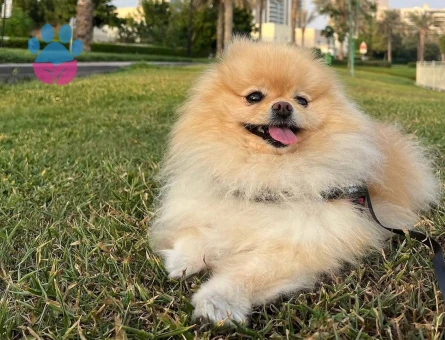 Pomeranian boo yavrumu ücretsiz sahiplendirme - 10380 - Görsel 3