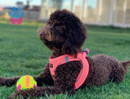 Poodle Geceden Daha Siyah - 10381 - Görsel 2