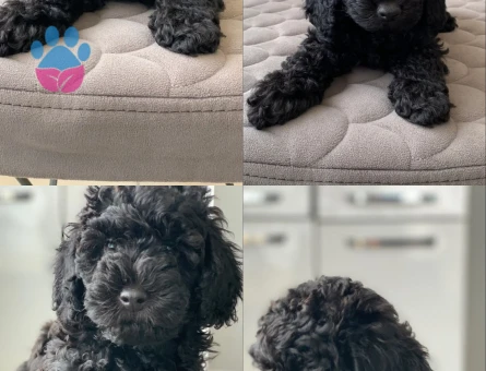 Poodle Geceden Daha Siyah - 10381 - Görsel 3