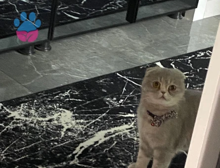 Scotısh foold dişi yavrumuz