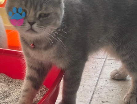 Scotısh foold dişi yavrumuz