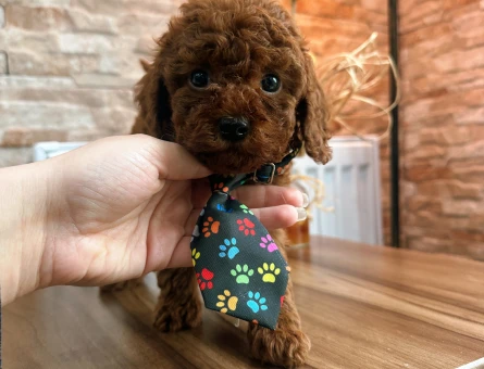 Safkan Toy poodle oğullarımız