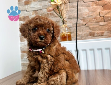 Safkan Toy poodle oğullarımız
