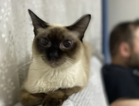 Siyam kedimize eş arıyoruz