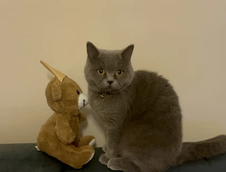 British Shorthair 1 Yaşında