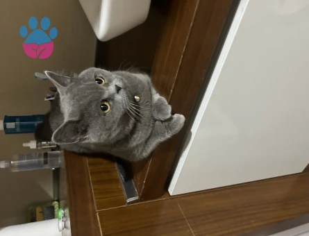 British Shorthair 1 Yaşında
