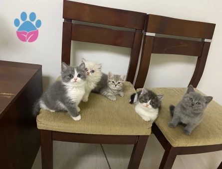 British Shorthair 1 Yaşında Yuva Arıyor