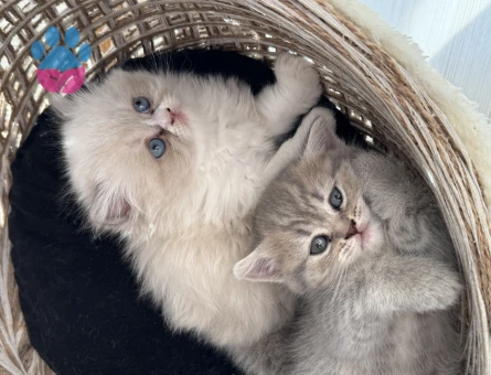 British Shorthair 1 Yaşında Yuva Arıyor