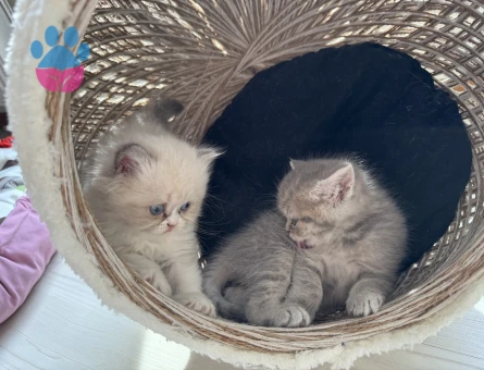 British Shorthair 1 Yaşında Yuva Arıyor