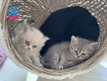 British Shorthair 1 Yaşında Yuva Arıyor