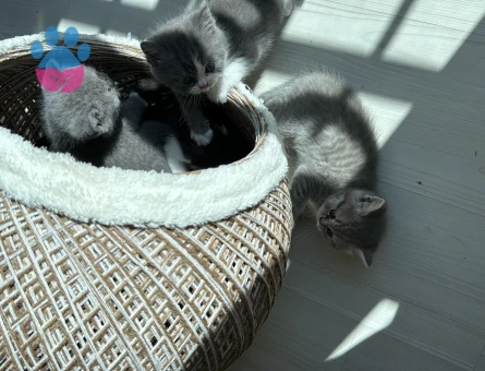 British Shorthair 1 Yaşında Yuva Arıyor
