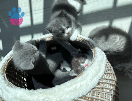British Shorthair 1 Yaşında Yuva Arıyor