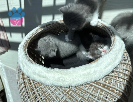British Shorthair 1 Yaşında Yuva Arıyor