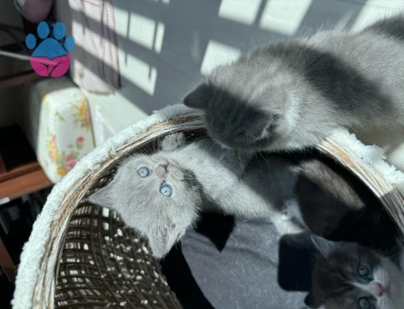 British Shorthair 1 Yaşında Yuva Arıyor