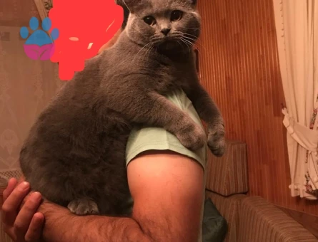 British Shorthair Erkek Kedime Eş Arıyorum