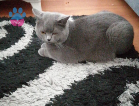 British Shorthair Erkek Kedime Eş Arıyorum