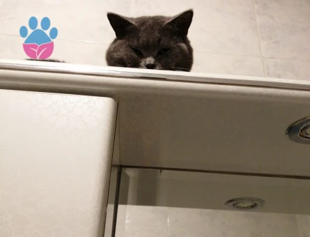 British Shorthair Erkek Kedime Eş Arıyorum