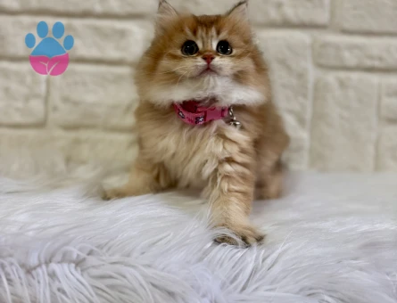 British Longhair Ny12 Dişi 2 Aylık