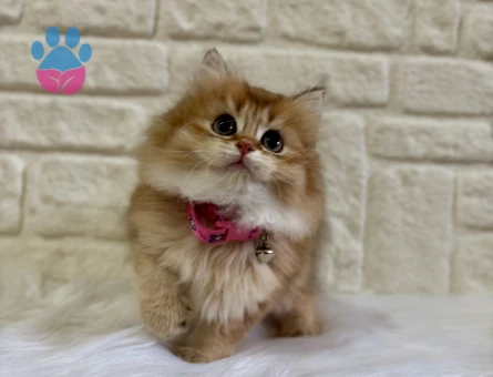 British Longhair Ny12 Dişi 2 Aylık