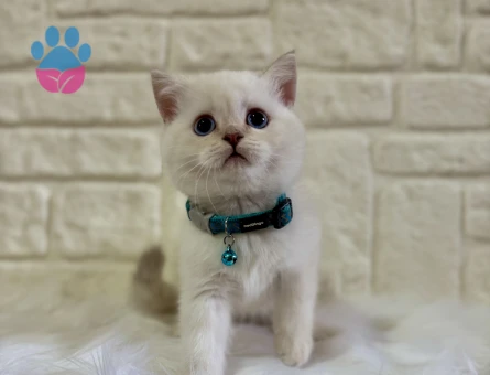 British Shorthair Bluepoint Erkek 2 Aylık