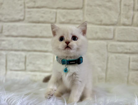 British Shorthair Bluepoint Erkek 2 Aylık