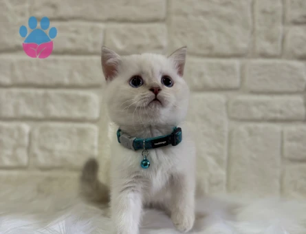 British Shorthair Bluepoint Erkek 2 Aylık
