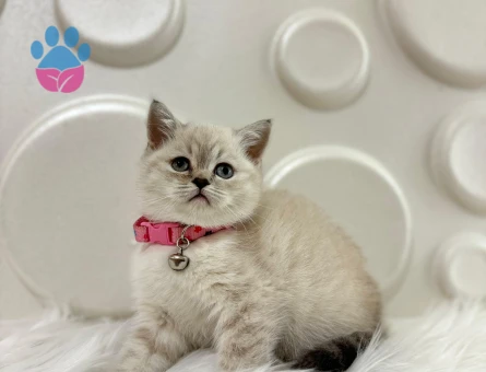 British Shorthair Lynx Point Dişi 2 Aylık