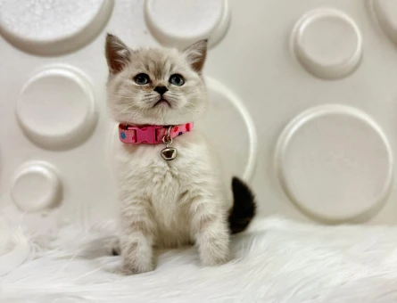 British Shorthair Lynx Point Dişi 2 Aylık