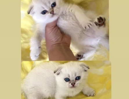 Safkan Orjinal fold Silver Point NS1133 maviş göz bebekler