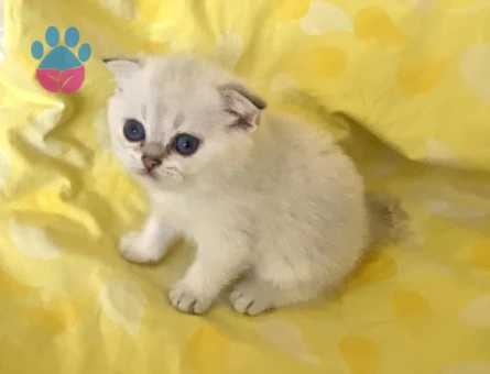 Safkan Orjinal fold Silver Point NS1133 maviş göz bebekler