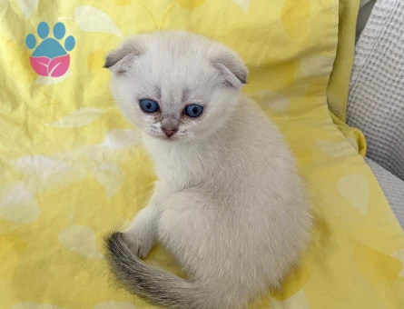 Safkan Orjinal fold Silver Point NS1133 maviş göz bebekler