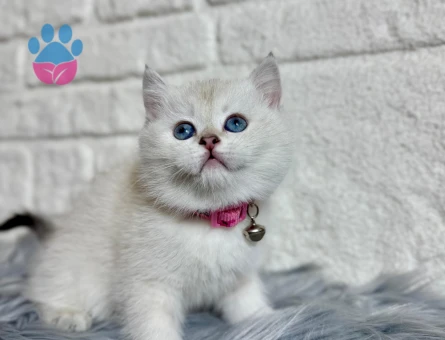 British Shorthair Güzellik 2 Aylık