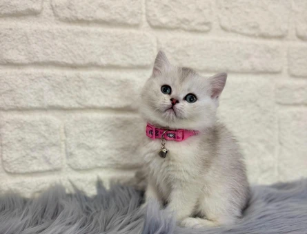 British Shorthair Silver 2 Aylık Yavrumuz