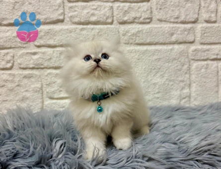 British Longhair Kucak Hastası 2 Aylık Erkek