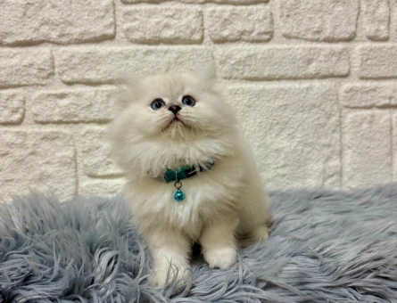 British Longhair Kucak Hastası 2 Aylık Erkek