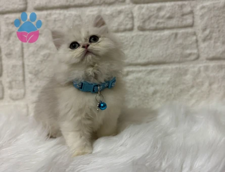 British Longhair Silver Point 2 Aylık