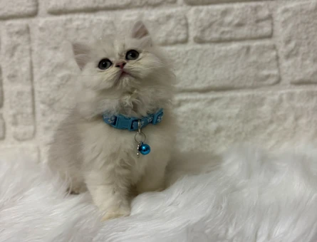British Longhair Silver Point 2 Aylık