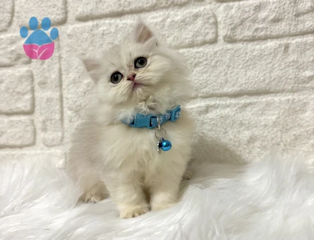 British Longhair Silver Point 2 Aylık