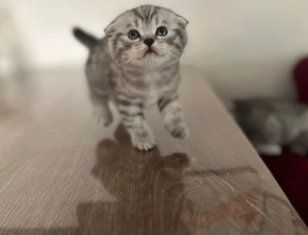 Scottish Fold 2 Aylık